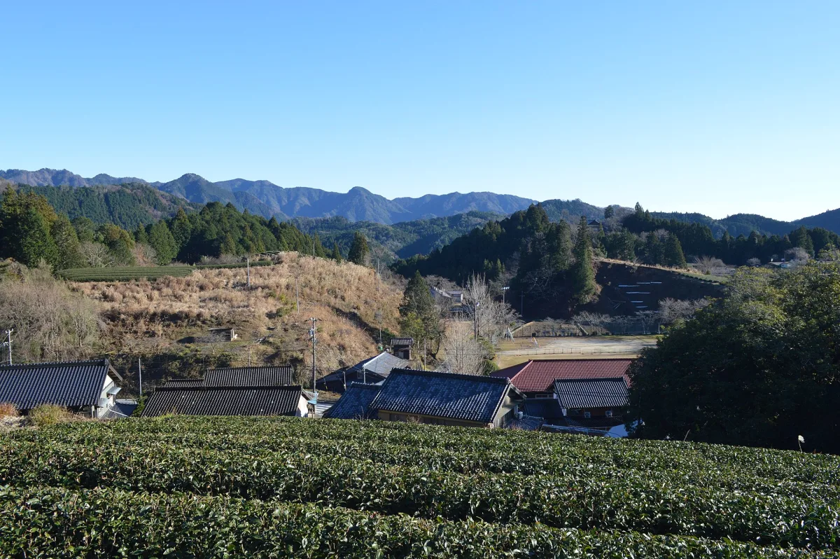 Tea fields and rural mountain scenery in Damine, Shitara, Aichi Prefecture.