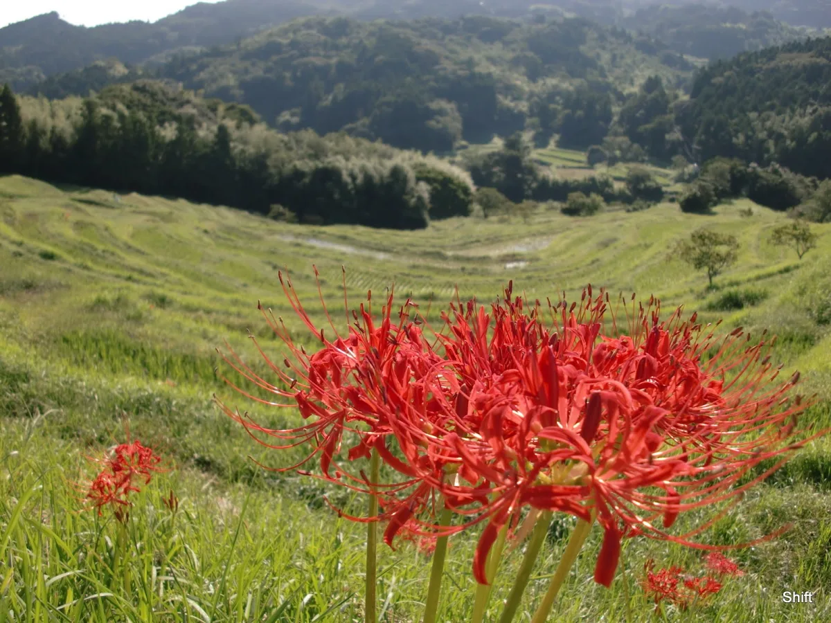Oyama Senmaida’s terraced rice fields in Chiba, edged with vivid red flowers.