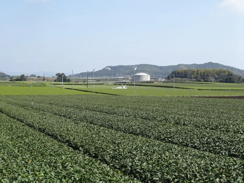 Tea fields in Nogami, Shibushi, with rows of tea plants across the landscape.