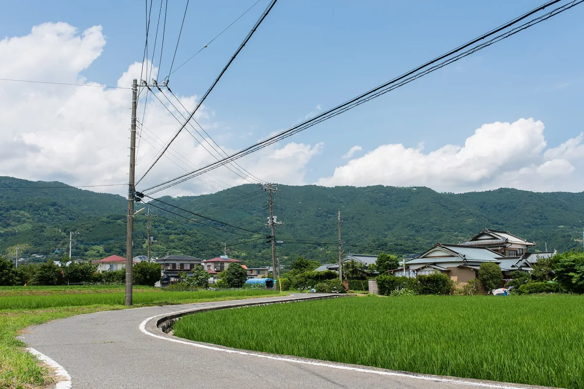 Rice fields in a rural landscape in Kaisei, Kanagawa Prefecture