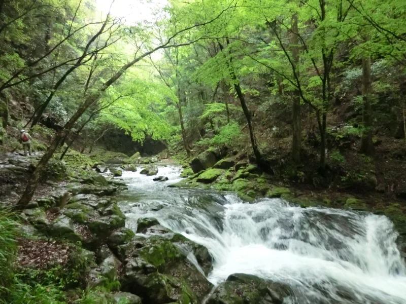 A waterfall amid the wooded scenery of Akame 48 Waterfalls in Mie Prefecture