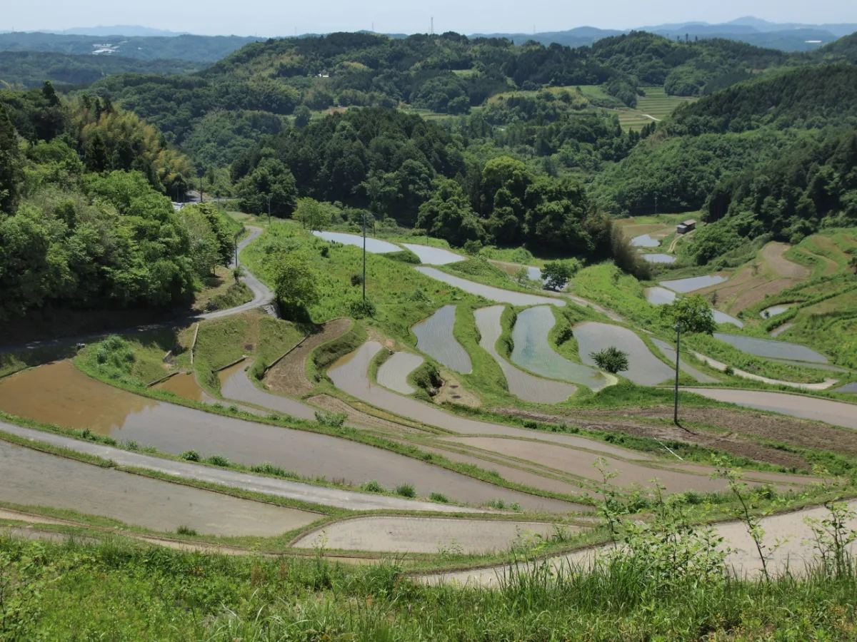 Terraced rice fields at Kamimomi in Kumenan, Okayama Prefecture