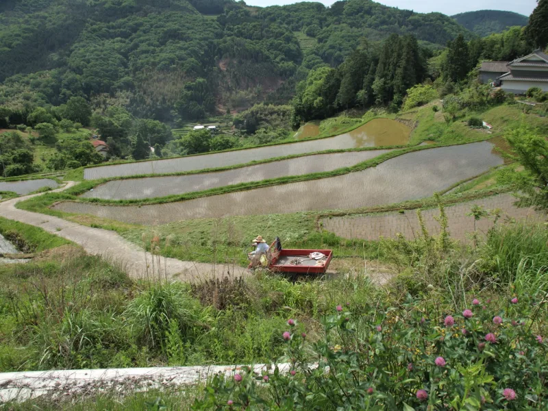 Rice terraces in Misaki, Okayama Prefecture