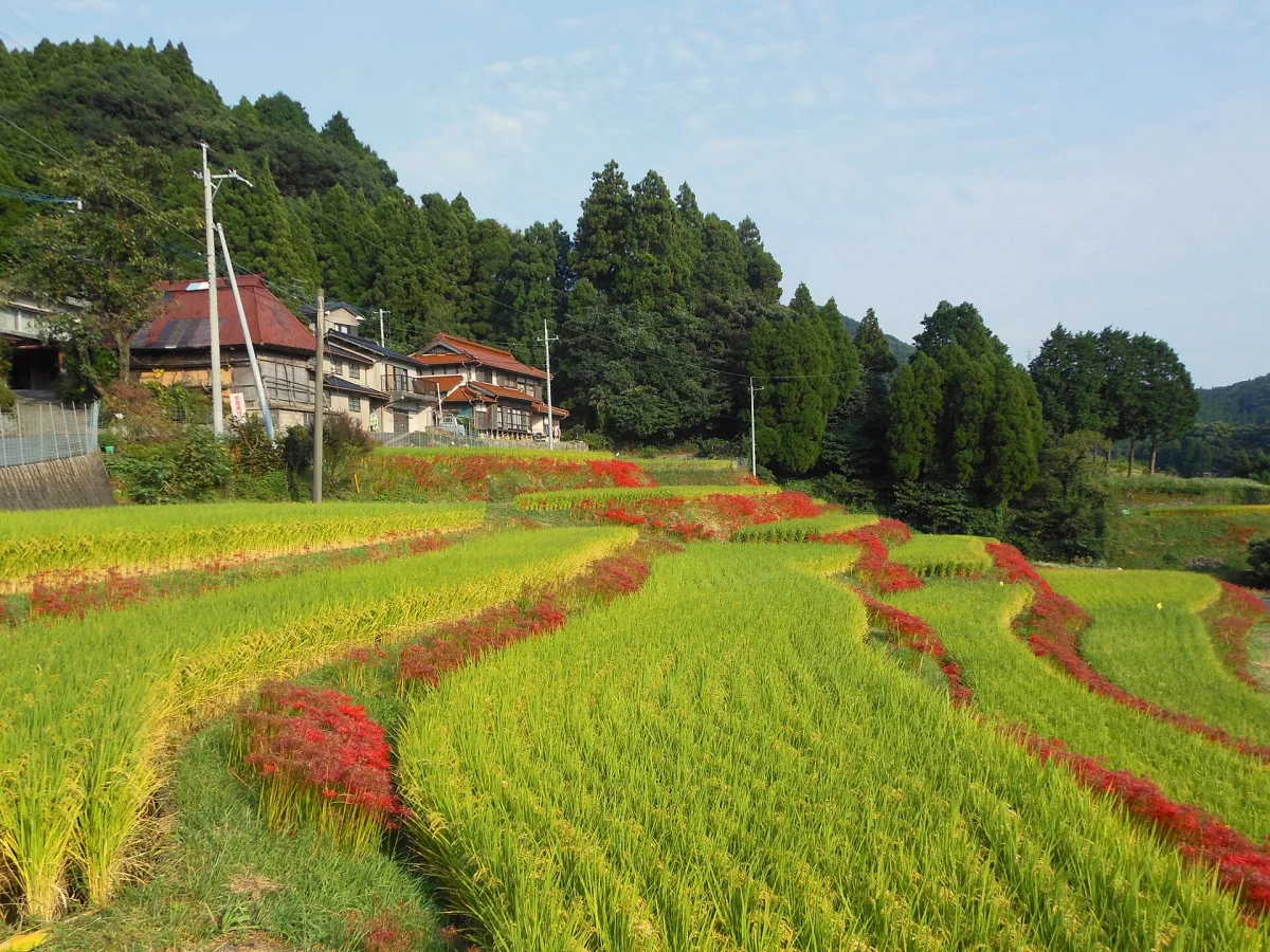 Eriyama rice terraces and houses in Ogi, Saga Prefecture