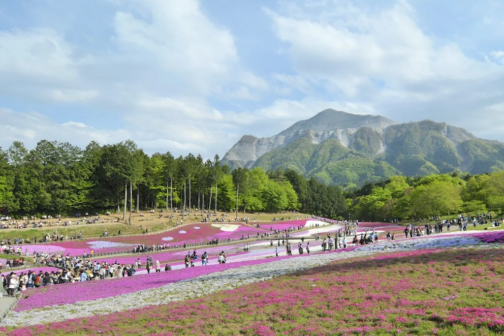 A flower field at Hitsujiyama Park with Mount Buko rising in the background