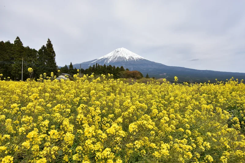 Mount Fuji above a field of flowers at Shiraito Nature Park