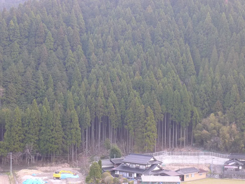 Forestry landscape with Japanese cedar in Chizu, Tottori Prefecture