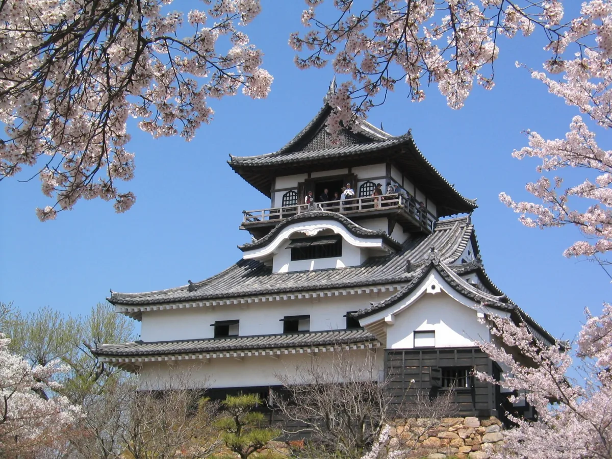 White three-tiered keep of Inuyama Castle framed by cherry blossoms against a blue sky
