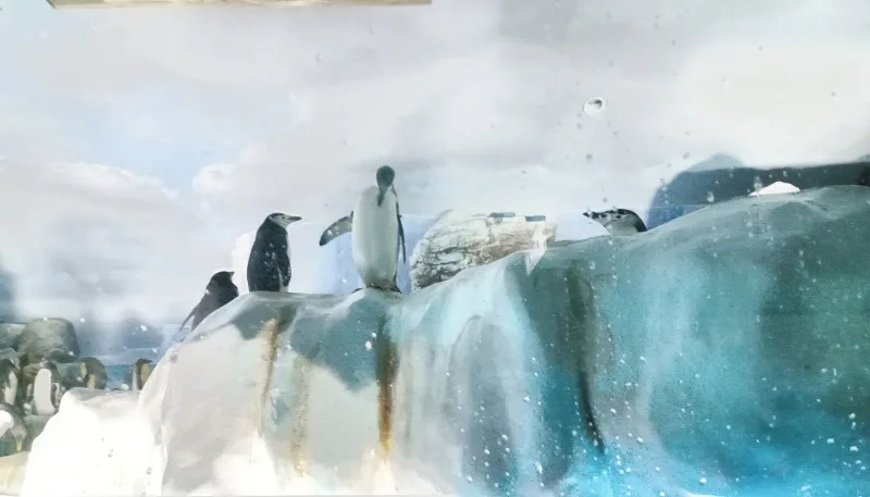 Penguins standing on icy rocks in the Antarctic exhibit of the Nagoya aquarium