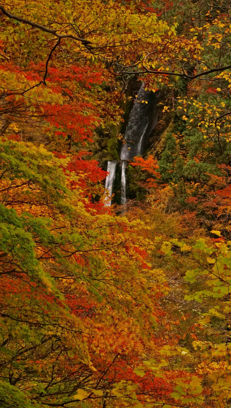 Mikaeri Falls seen from a distance through red and orange autumn leaves