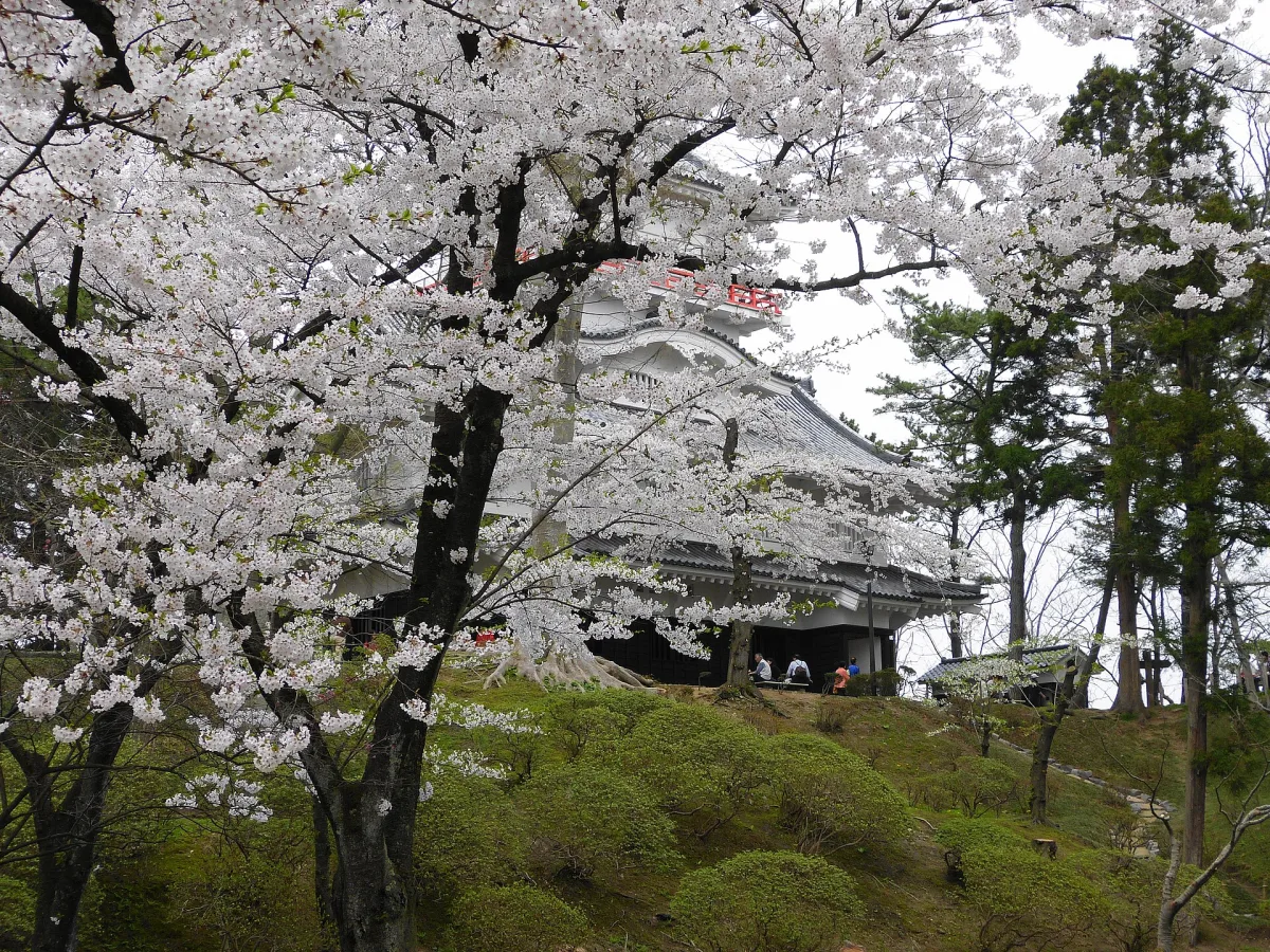 Cherry blossoms in full bloom in Senshu Park, the site of Kubota Castle in Akita