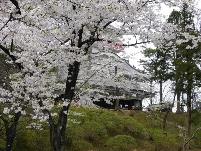 Cherry blossoms in full bloom in Senshu Park, the site of Kubota Castle in Akita