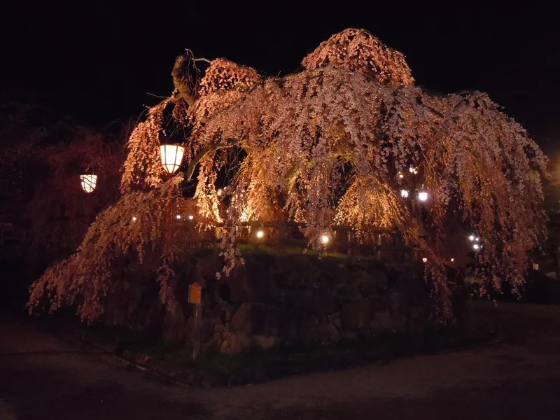 Weeping cherry tree lit up at night in Hirosaki Park during the cherry blossom season