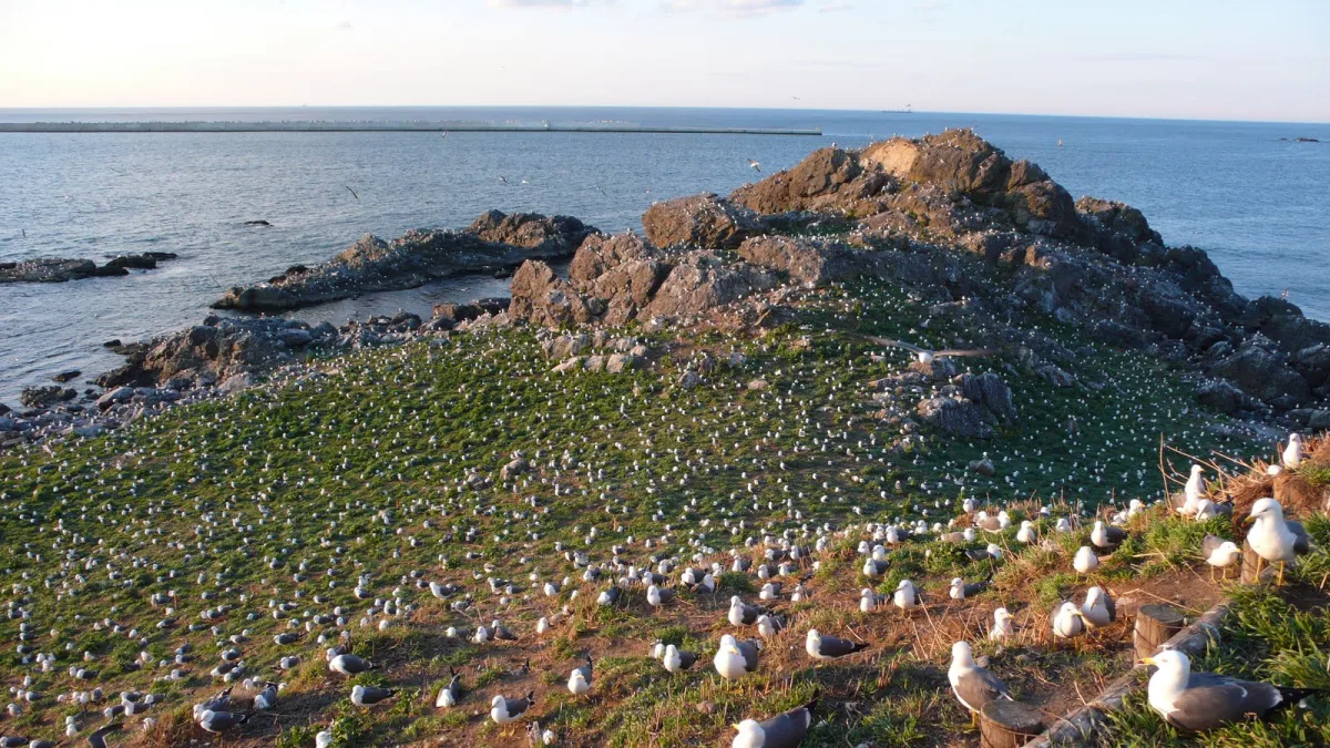 Hundreds of black-tailed gulls nesting on the grassy, rocky slopes of Kabushima island