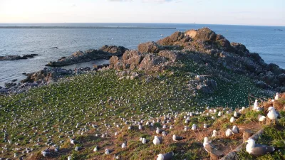 Hundreds of black-tailed gulls nesting on the grassy, rocky slopes of Kabushima island
