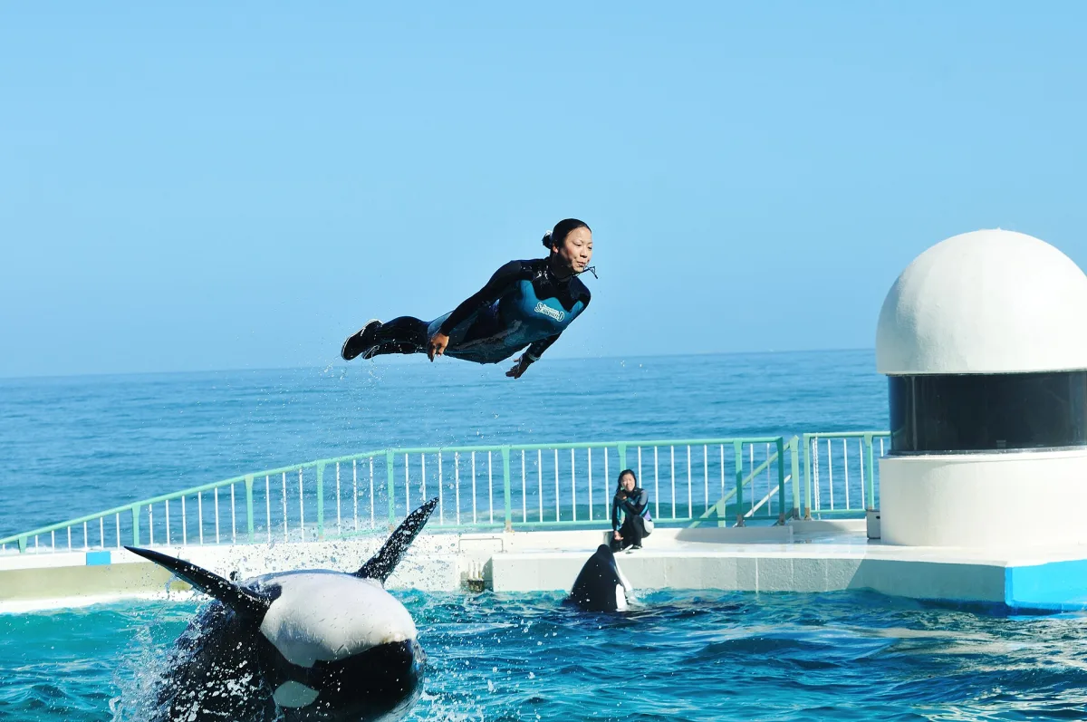 An orca performance at Kamogawa Sea World with the Pacific Ocean in the background