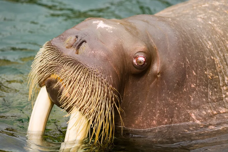 A walrus with long tusks resting in the water at Kamogawa Sea World