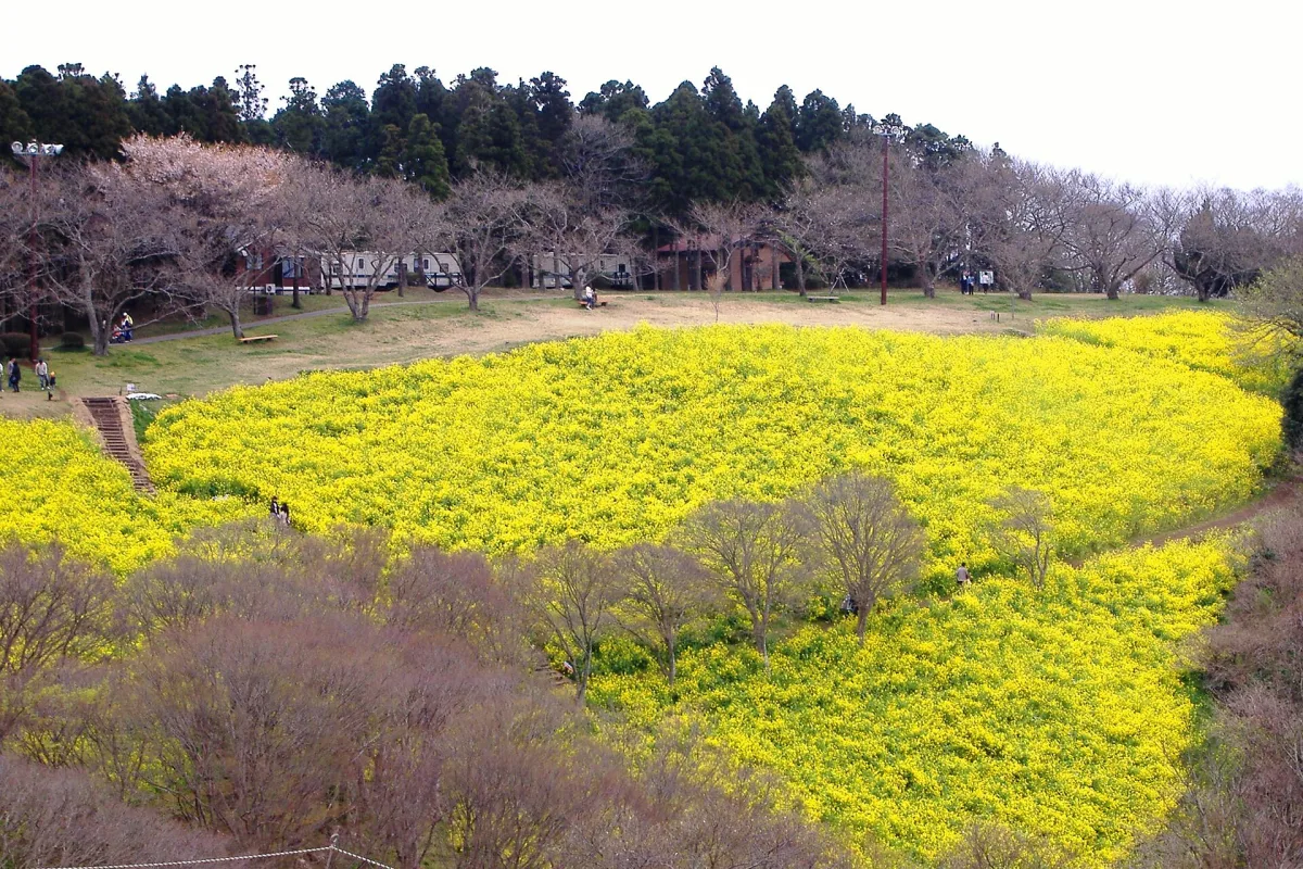 Hillside fields of yellow rapeseed flowers at Mother Farm in spring