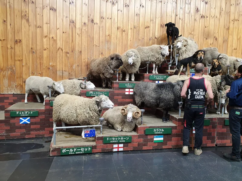 Several sheep breeds standing on a tiered stage during a sheep show at Mother Farm
