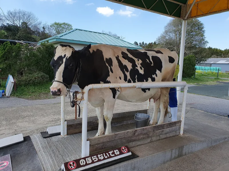 A black-and-white dairy cow in a milking stand at Mother Farm
