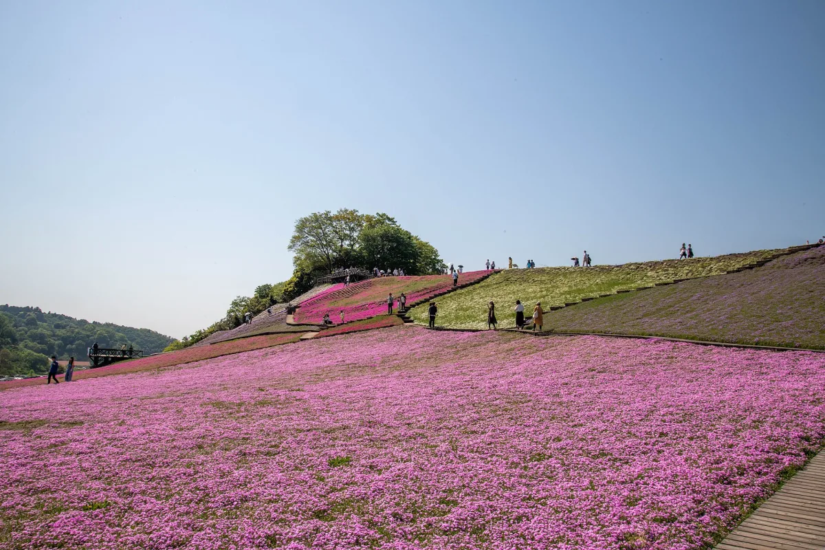 Hillside covered in pink moss phlox with visitors walking at Tokyo German Village