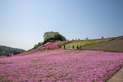 Hillside covered in pink moss phlox with visitors walking at Tokyo German Village