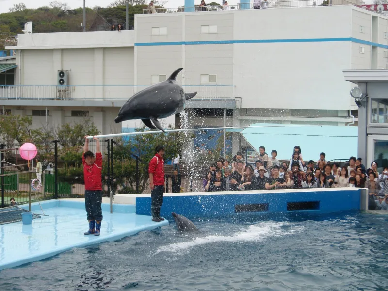 A bottlenose dolphin leaping above the show pool at Echizen Matsushima Aquarium