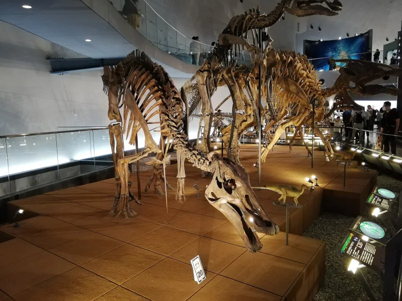 Mounted skeletons of duck-billed dinosaurs on display at the museum
