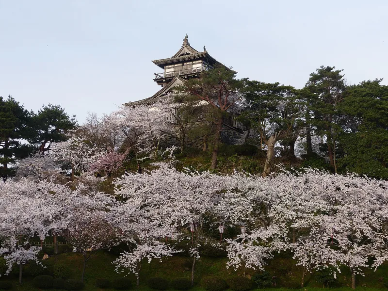 Cherry trees in full bloom below the keep of Maruoka Castle