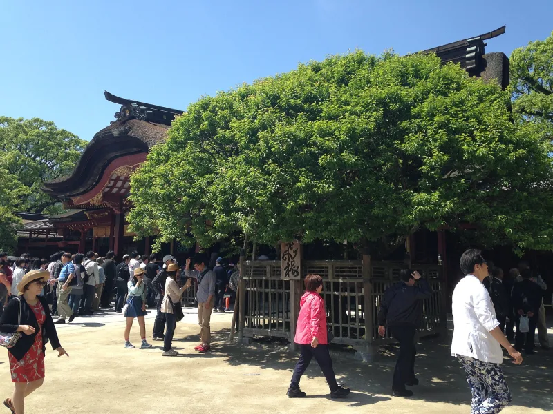 The fenced Tobiume plum tree in leaf beside the main hall of Dazaifu Tenmangu