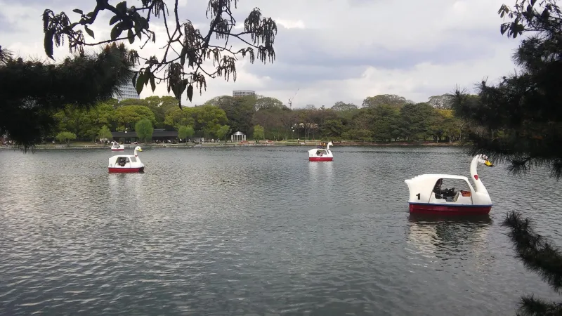 Swan-shaped pedal boats on the pond at Ohori Park