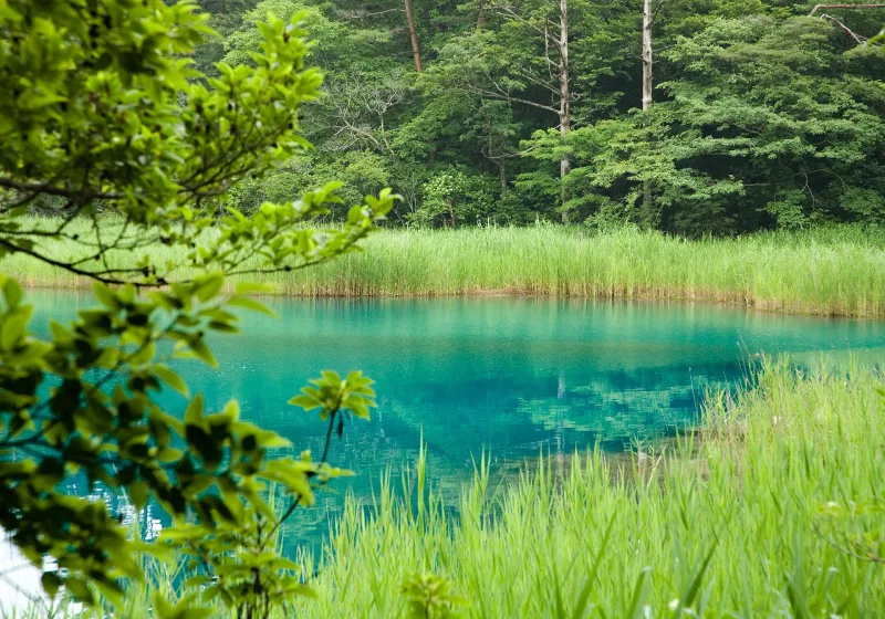 Vivid emerald-blue water of Ao-numa pond fringed by reeds and green forest