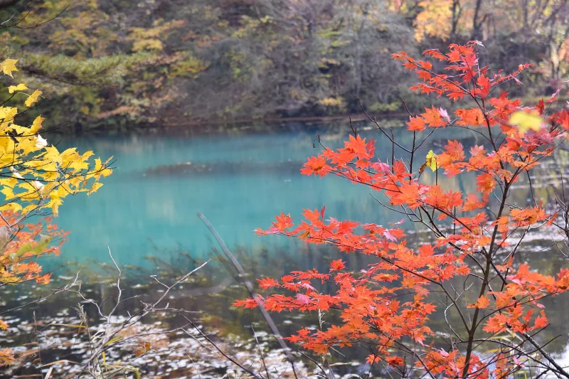 Turquoise pond at Goshikinuma seen through red and yellow autumn leaves