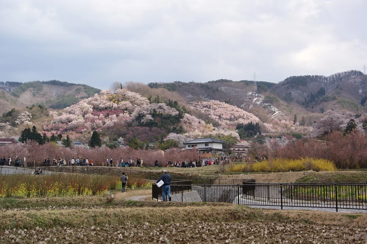 Hanamiyama hillside covered in pink, white and yellow spring blossoms above farm fields