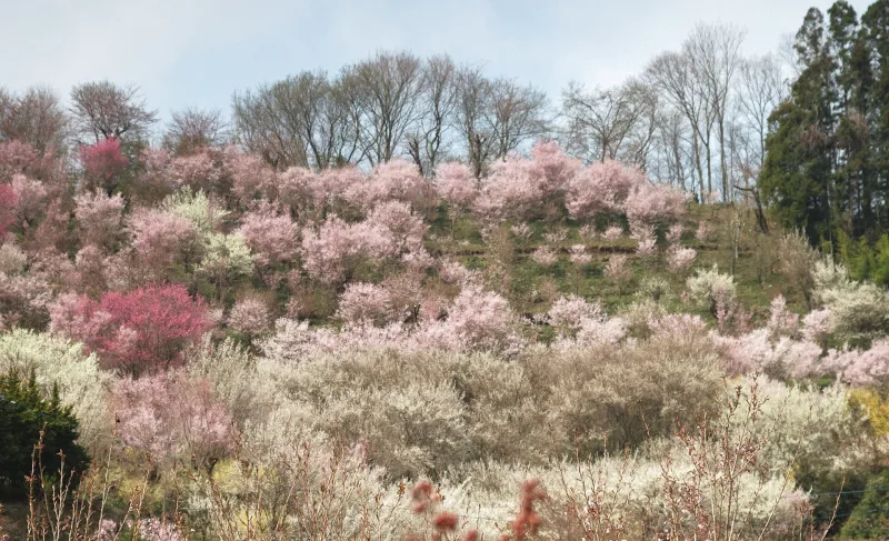 Slopes of Hanamiyama dense with pink and white flowering trees in spring