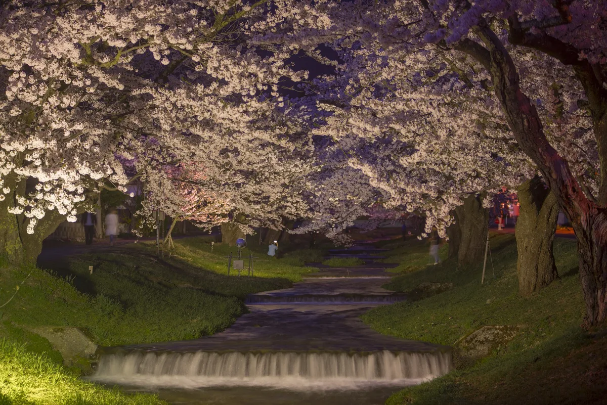 Cherry blossoms illuminated at night along the Kannonji River in Fukushima.