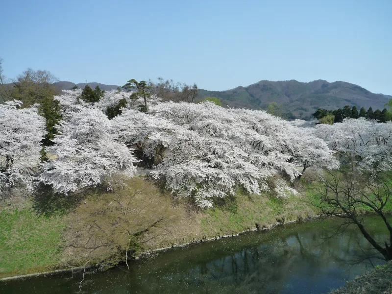 Cherry trees in full bloom along the moat of Tsuruga Castle park