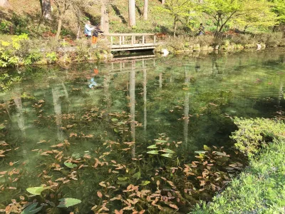 Clear green water of Monet's Pond with water lilies, koi and a small wooden footbridge in the trees
