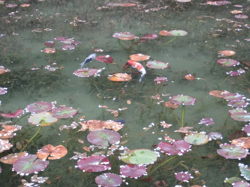 Koi swimming among water lily leaves and fallen cherry petals in Monet's Pond
