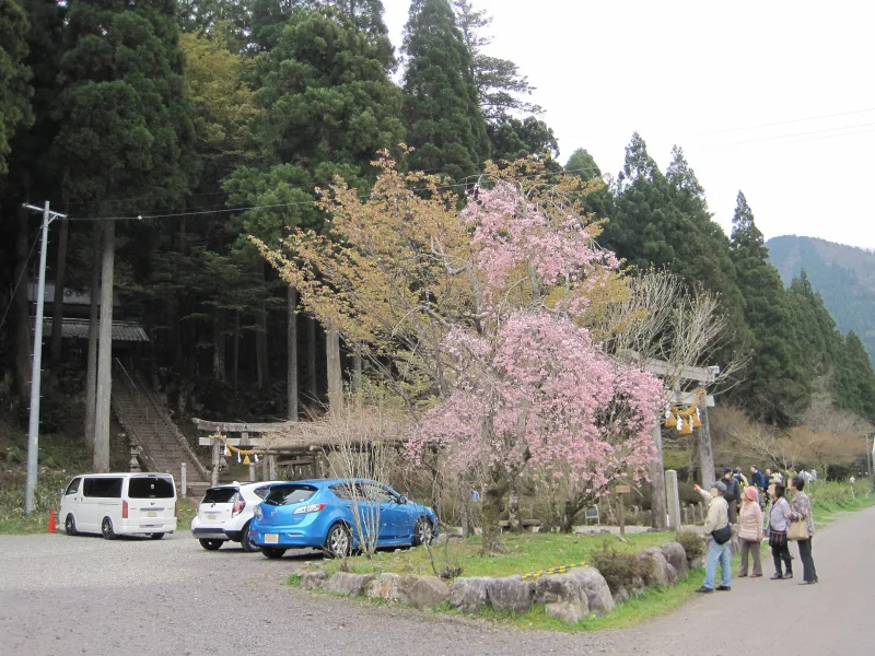 Entrance to Nemichi Shrine beside Monet's Pond with a blossoming cherry tree and cedar forest