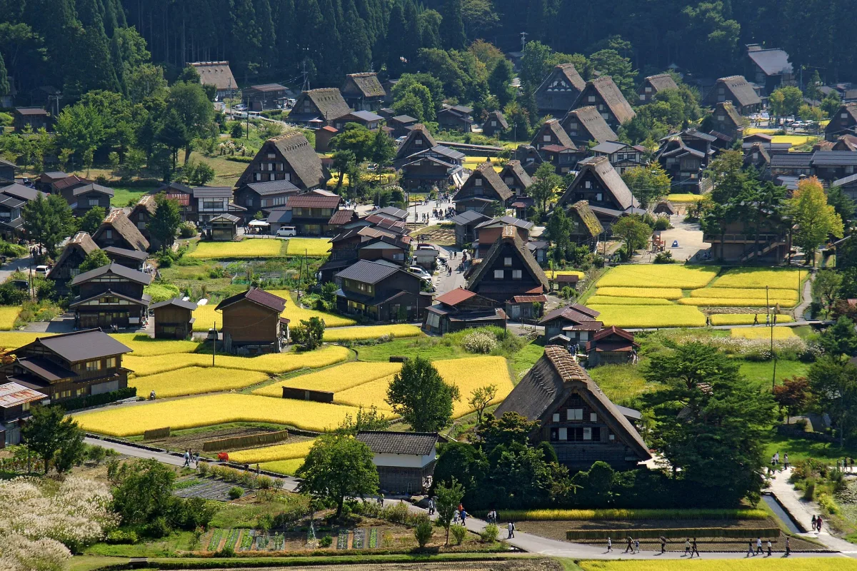 View over the Ogimachi village of Shirakawa-go, thatched gassho houses among golden rice fields