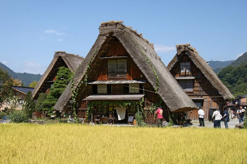 Three steep thatched-roof gassho-zukuri farmhouses behind a ripening rice field in Shirakawa-go