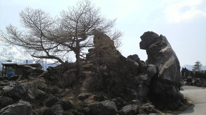Jagged lava rocks and a bare tree at Onioshidashi Park