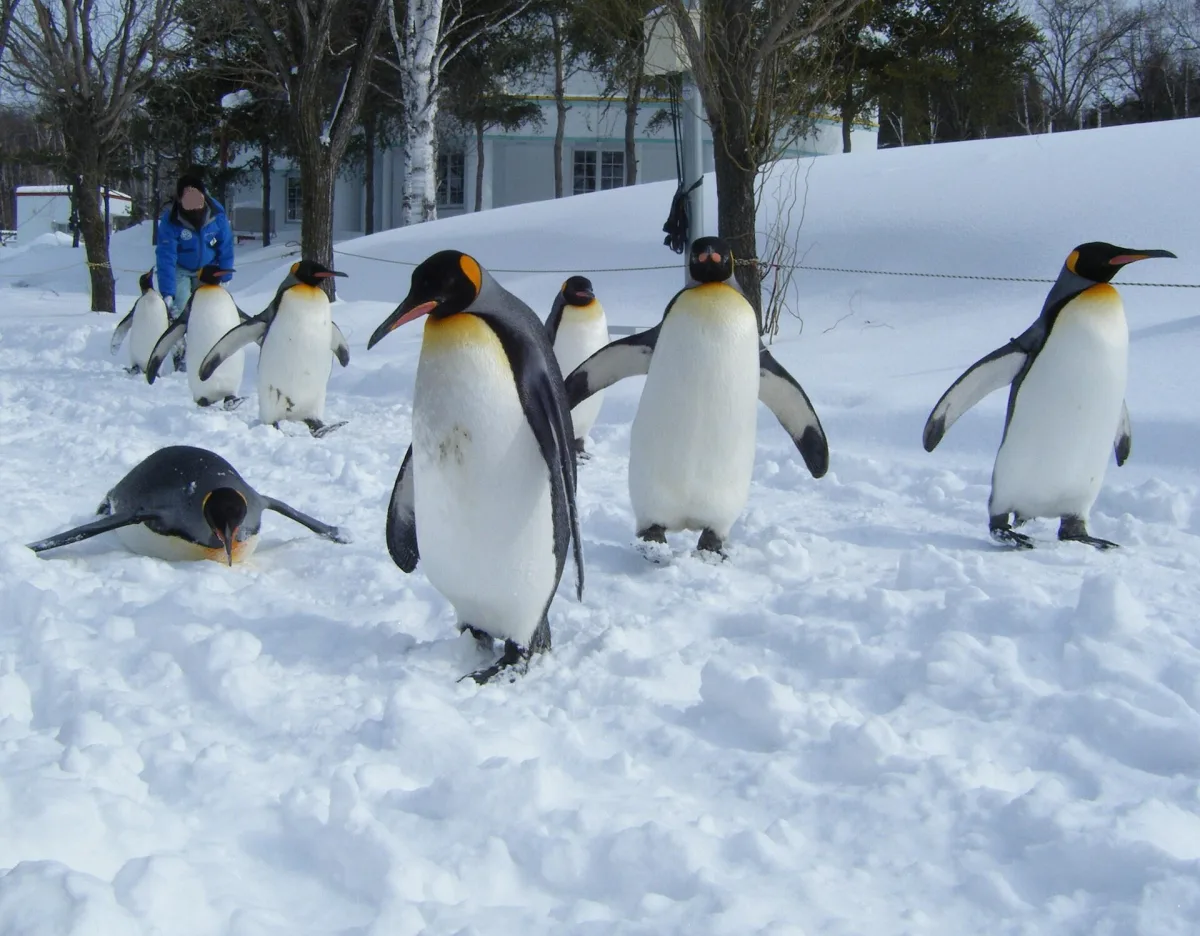 King penguins walking in a line across the snow during the winter penguin walk at Asahiyama Zoo