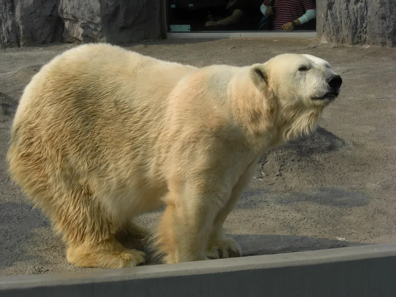 Polar bear standing on the edge of its enclosure at Asahiyama Zoo