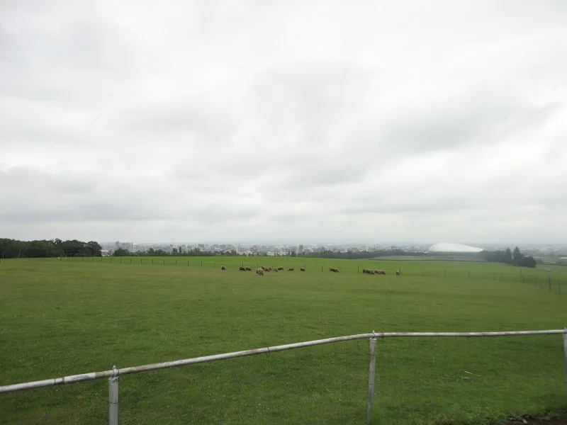 Sheep grazing on the wide pasture below the Hitsujigaoka observation hill