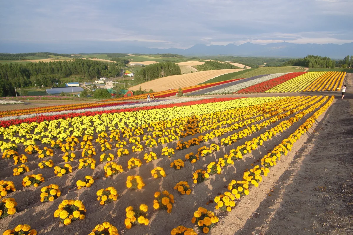 Rows of yellow and red flowers stretching across the rolling hills of Shikisai no Oka in Biei