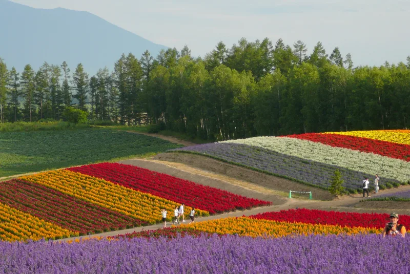 Striped flower beds on a slope with forest and a mountain behind at Shikisai no Oka