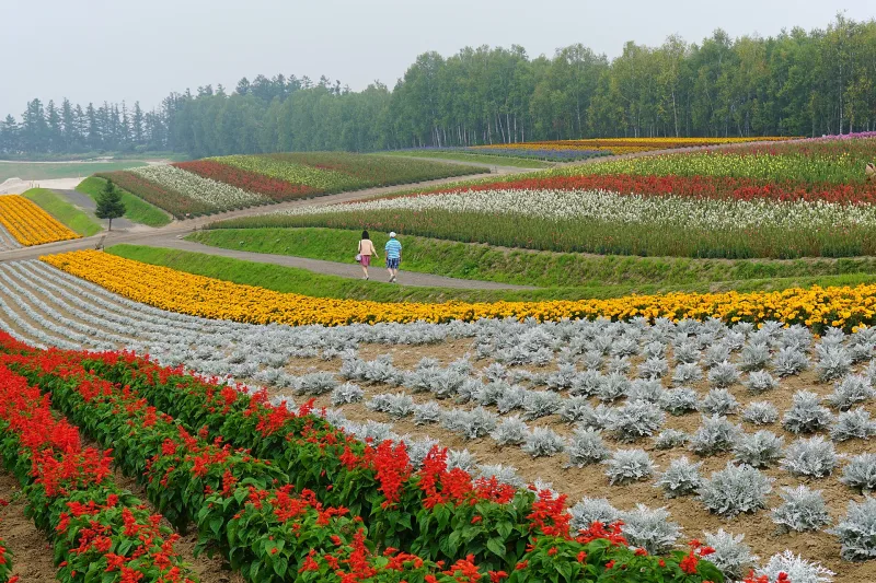 Bands of red, silver and yellow flowers curving over a hillside at Shikisai no Oka