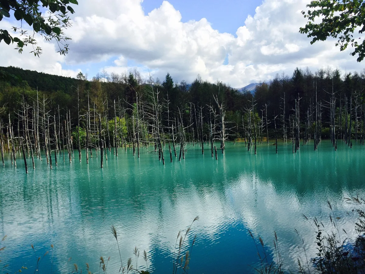Turquoise Blue Pond in Biei with dead larch trees standing in the water under a summer sky